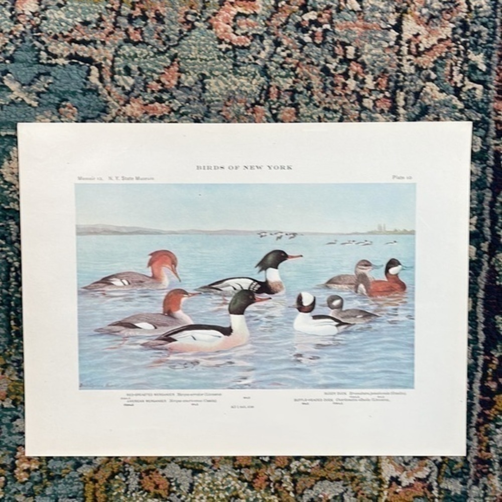 🖤 5/$25 Antique Ornithological Bird Print Original Ducks